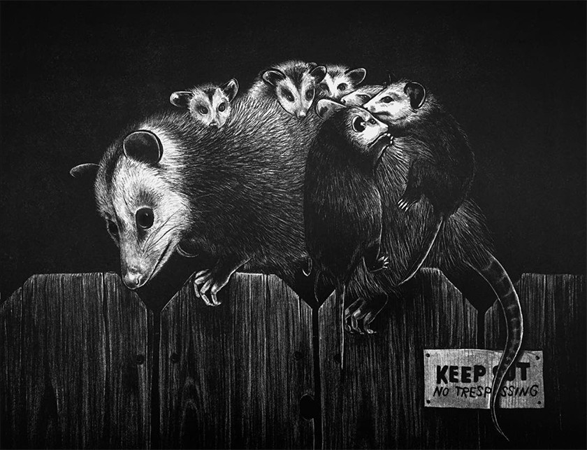 Black-and-white artwork showing a large opossum carrying six baby opossums while sitting on the top of a wooden fence