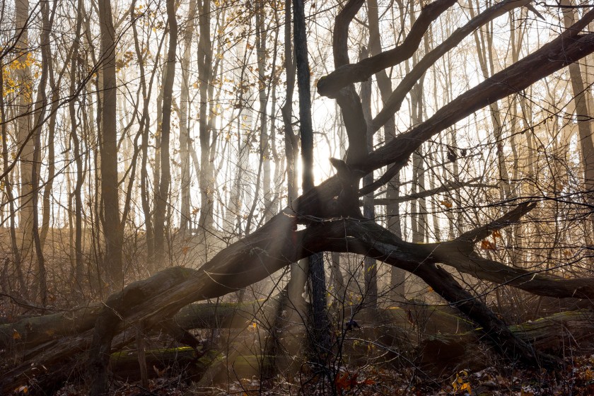 Bold rays of light shoot through the branches of a fallen tree, whose limbs reach up and to the right in triumph. The photograph's bright light is contrasted with brown and golden shadows.