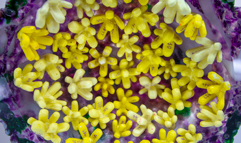 Close-up of clustered yellow objects with numbers, surrounded by purple and white edges.