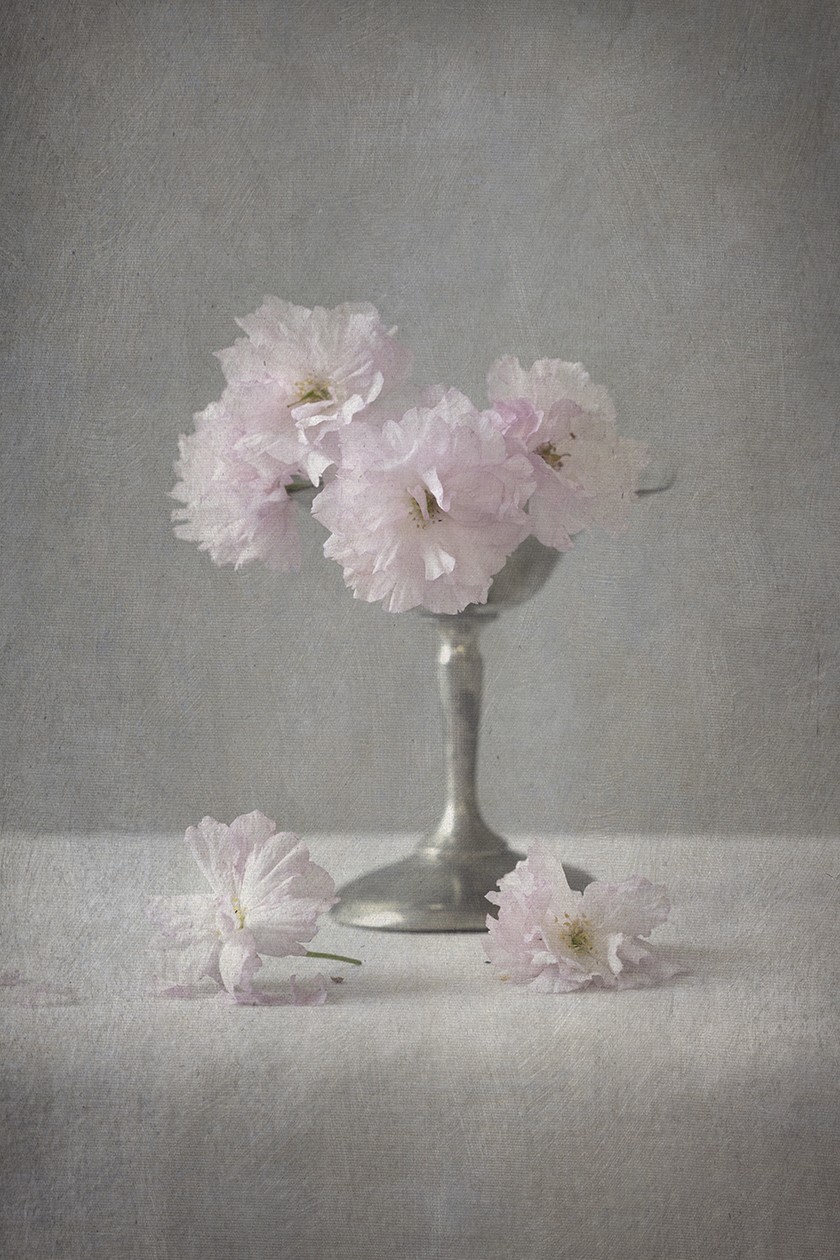 Pale pink flowers in a silver vase